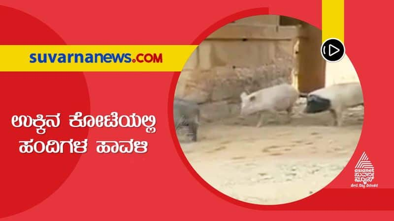 Pig Farming at Chitradurga Fort Backyard Leaves Creates Nuisance mnj