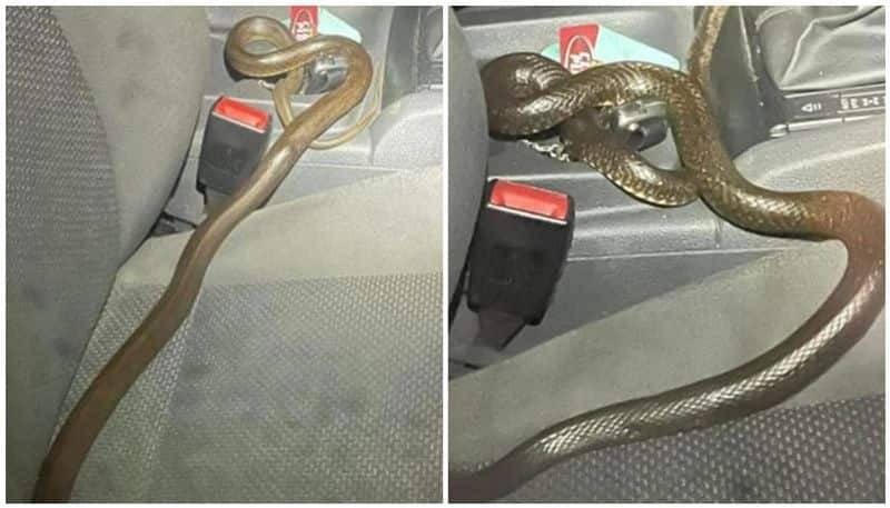 Deadly eastern brown snake travels unnoticed in car for hours