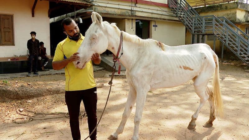 man waiting for better treatment for his horse