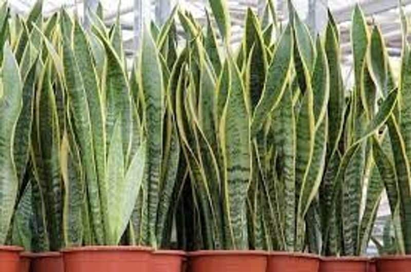 Magical Indoor Plants To Attract Joy And Money skr