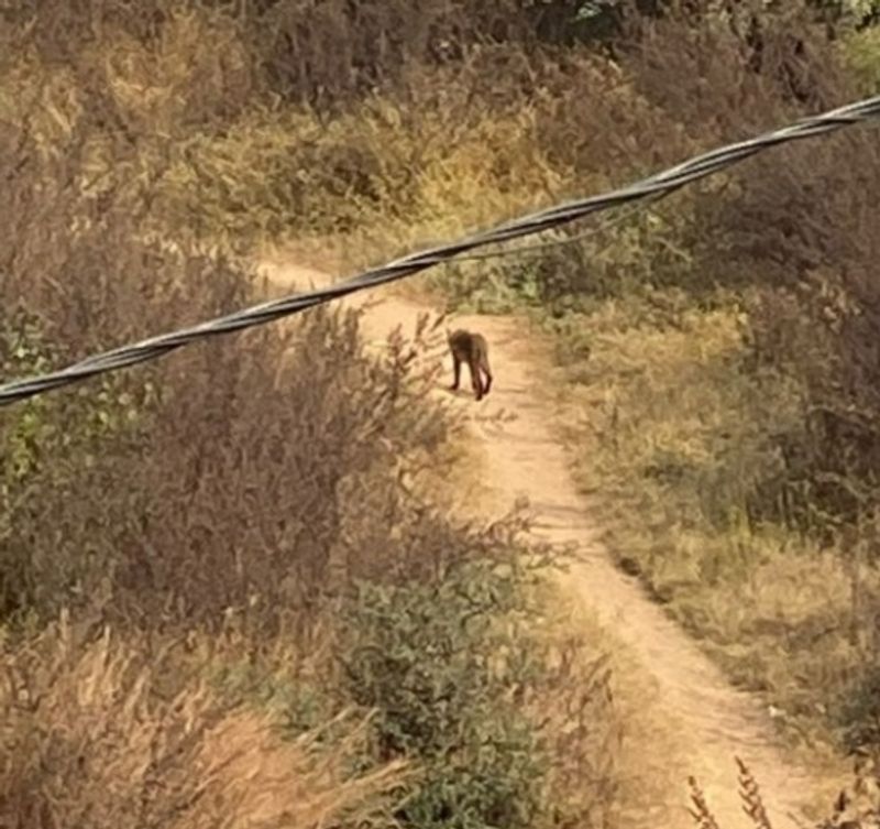 wildlife MP: Attempts continue to rescue leopard that strayed into Chhatarpur residential area on Thursday morning drb