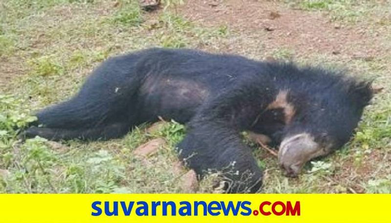 11 Bear Killed in Road Accidents Last one Decade in Koppal grg