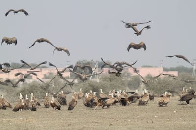 देश में यहां लगता है गिद्धों का मेला, हजारों मील दूर उज्बेकिस्तान, मंगोलिया और रशिया से आते हैं वल्चर