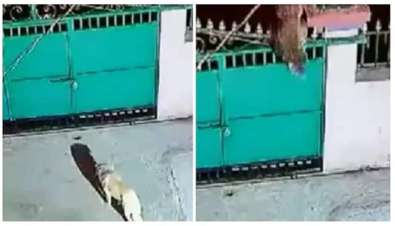 Leopard jumps over gate of house takes away pet dog