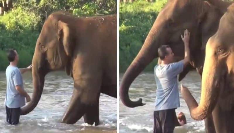 Elephant herd reuniting with their caretaker after 14 months