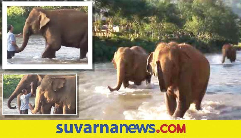 elephants reuniting with their caregiver after 14 months watch emotional video akb