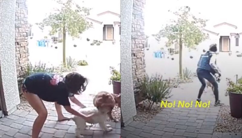 video in which pit bull attacks woman and her pet dog