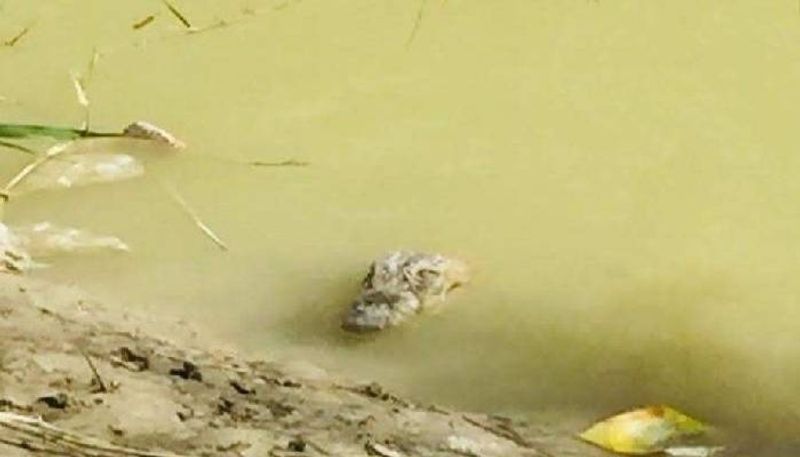 crocodile cub found  during Fishery in Tunga River at shivamogga rbj