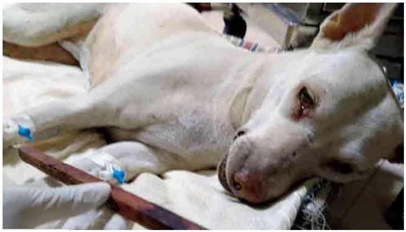 Animal brutality in Mumbai dog s penis chopped off by unidentified man mah