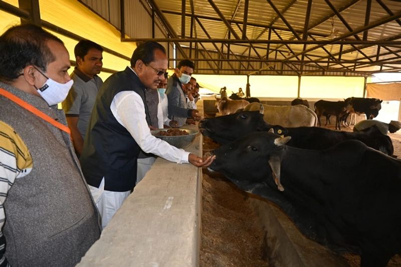 Thinking of making soap and shampoo from Gomutra says Animal Husbandry minister Prabhu Chauhan mnj