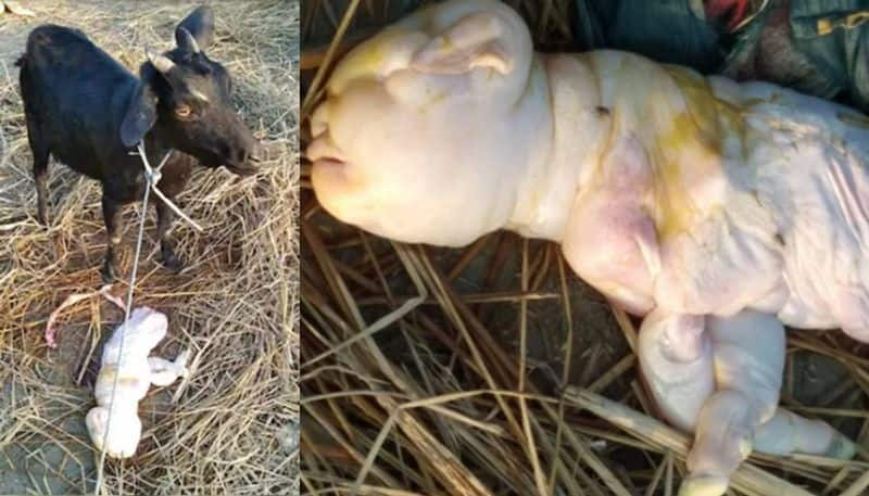 goat gives birth to human like baby leaves natives in fear in Assam