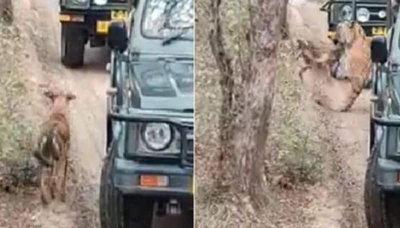 Tigress attacking stray dog at Ranthambore National Park