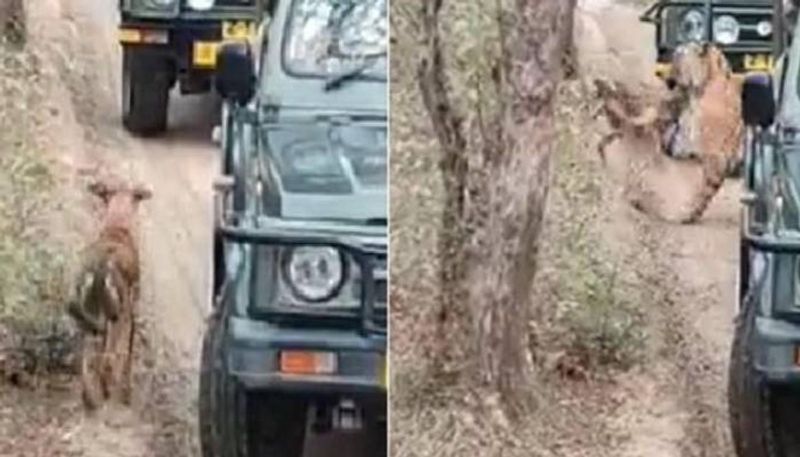 Tigress attacking stray dog at Ranthambore National Park