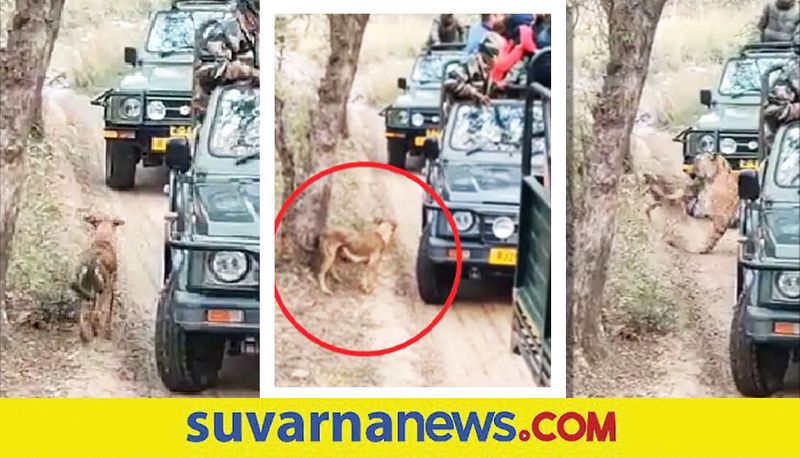 Tigress attacks dog in front of tourists at Ranthambore National Park akb