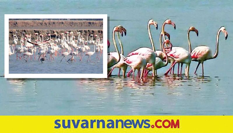 The migratory bird flamingoes were spotted at Point Calimere Wildlife and Bird Sanctuary in Tamil Nadu akb