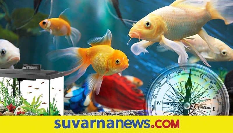 Feng Shui Advice for the Lucky Number of Fish in a Tank skr