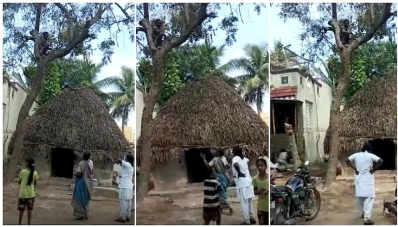 Puducherry man climbs on tree to avoid dose of COVID-19 vaccine akb