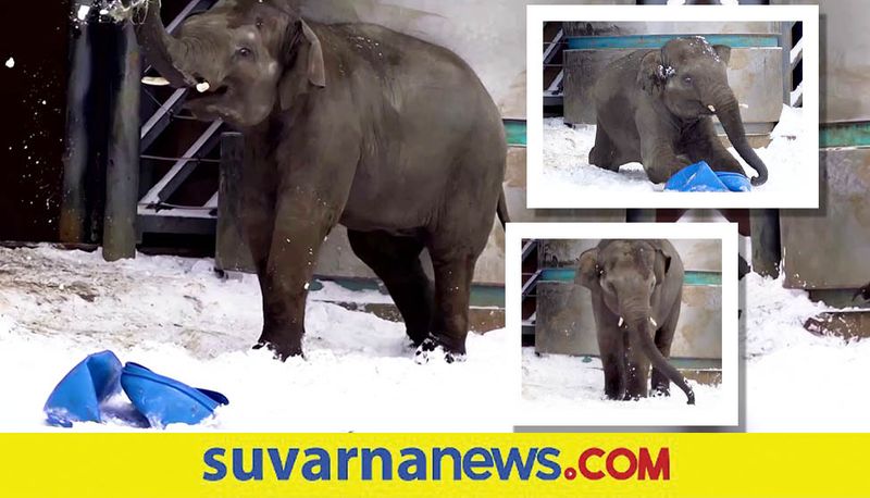 Elephants playing in the snow...watch Moscow zoo video