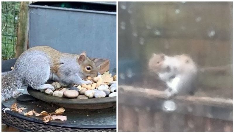 squirrel attack 18 people in UK