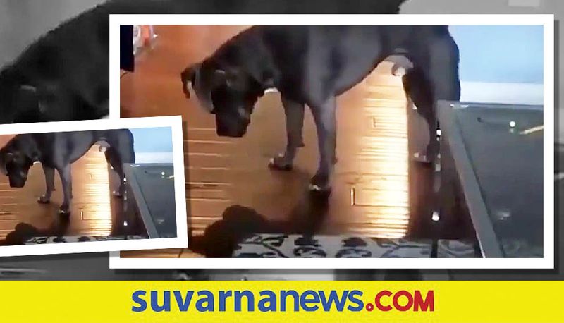 Dog plays with his own shadow adorable video goes viral akb