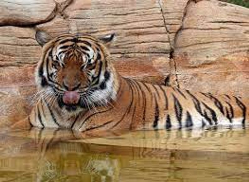 Malayan Tiger shot  dead at zoo after attacking man