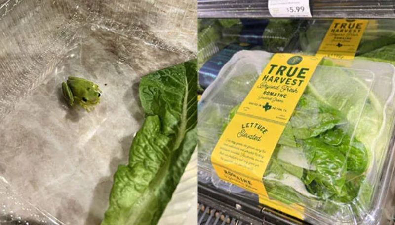 Baby Frog in Salad Box tweet is viral