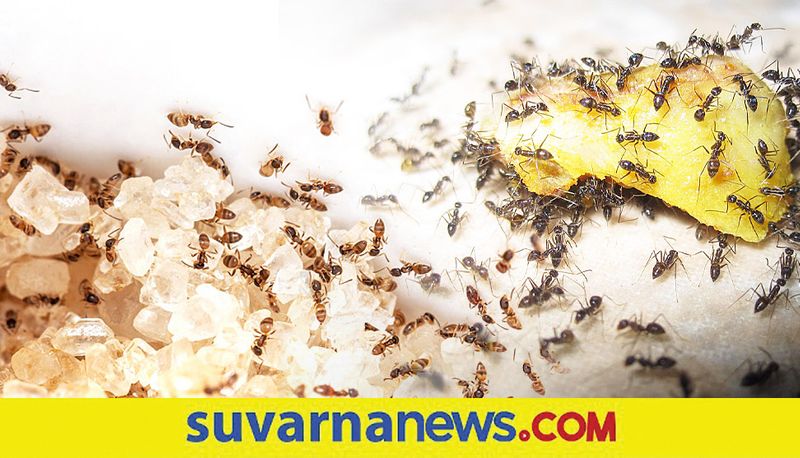 Home Remedies To Get Rid Of Red Ants that enter home always