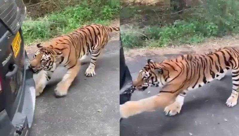 Tiger Pulls Suv full Of tourists video viral