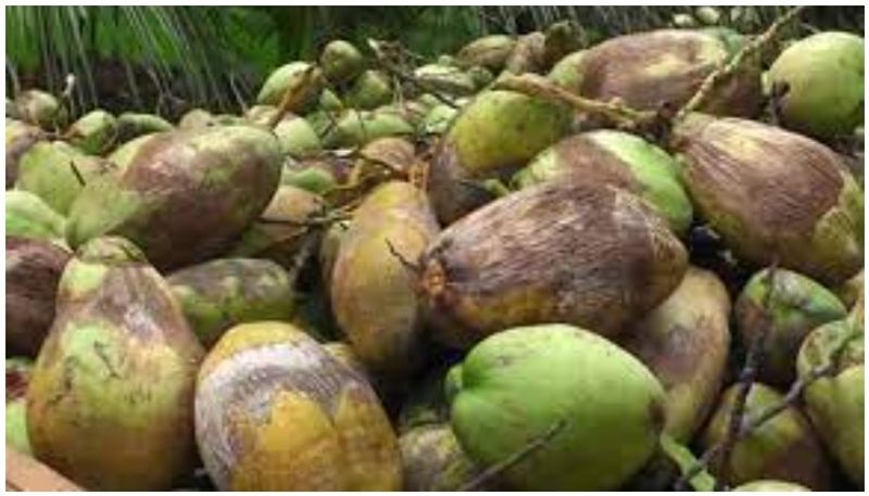 coconut lorry meets accident people rush to accident place to grab free coconut etj