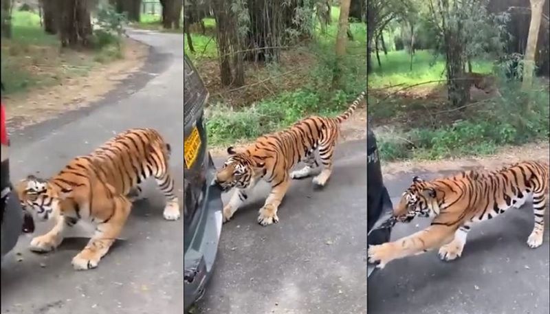 Tiger Pulls SUV Full Of Tourists In Anand Mahindra's Hair-Raising Video