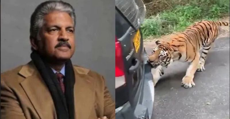 Anand Mahindra shares viral video of an angry Bengal Tiger pulling a Mahindra Xylo