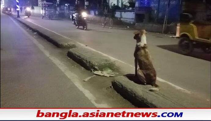 সন্ধ্যে নামলেই পাগলা কুকুরের ভয়ে তটস্থ পুরুলিয়া শহর, ইতিমধ্যেই কুকুরের কামড়ে আহত ১২