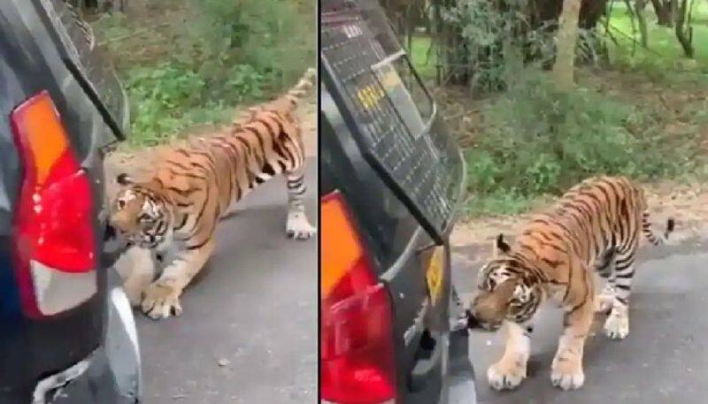 video in which tiger pull car with its teeth