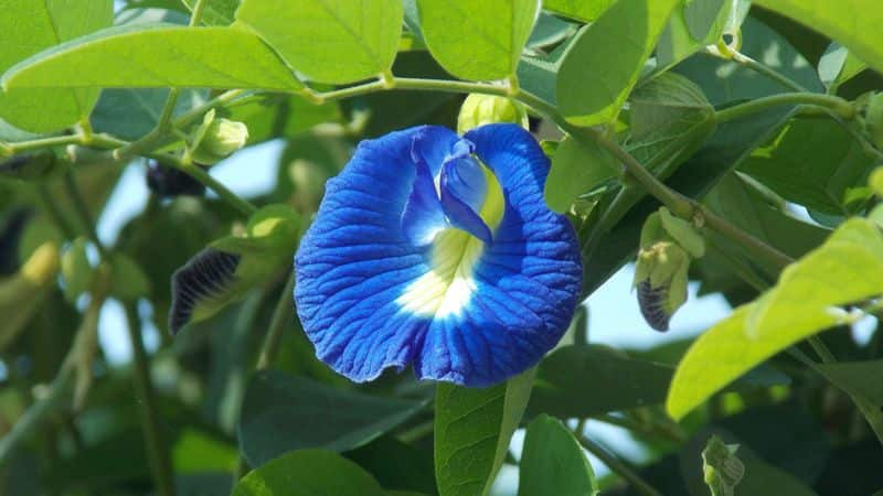 health benefits of butterfly pea flower benefits of sangu poo 