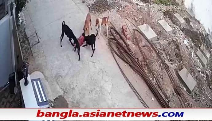 Bhopal Stray Dogs: ৪ বছরের মেয়েকে রক্তাক্ত করল ৫টি কুকুর, ভয়ঙ্কর ভিডিও ভাইরাল