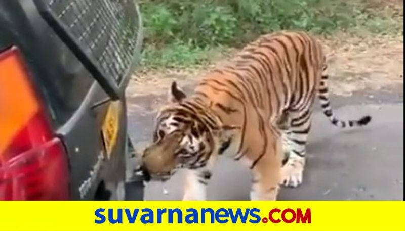 Tiger pulls Mahindra Xylo Safari vehicle at Karnatakas Bannerghatta National Park akb