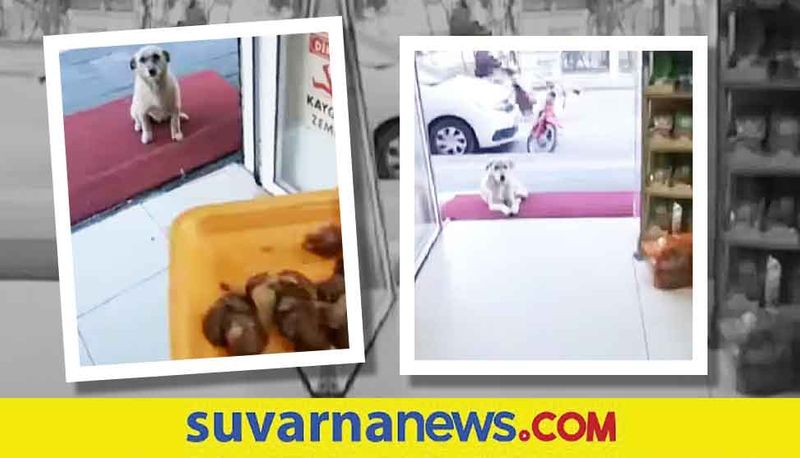 Turkish man feeds stray dogs in front of his shop every day watch video akb