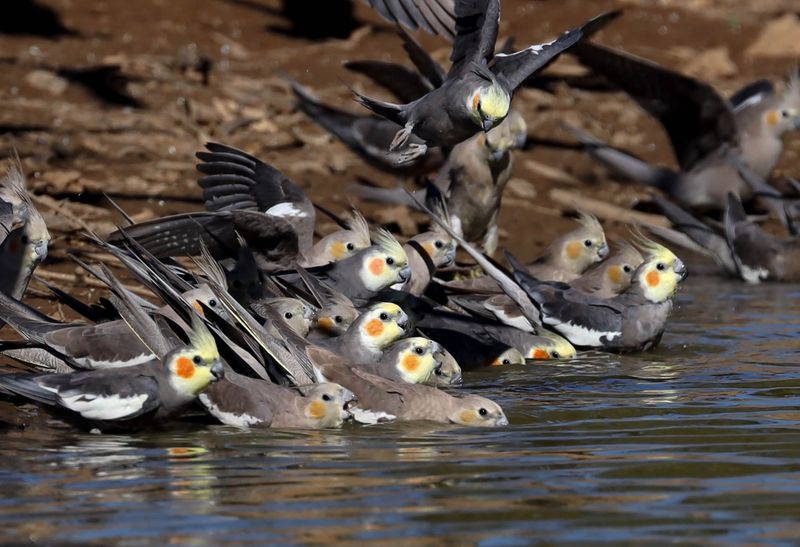 Viral Video: Flock Of Birds Falls Out Of Sky And Dies In Bizarre Footage