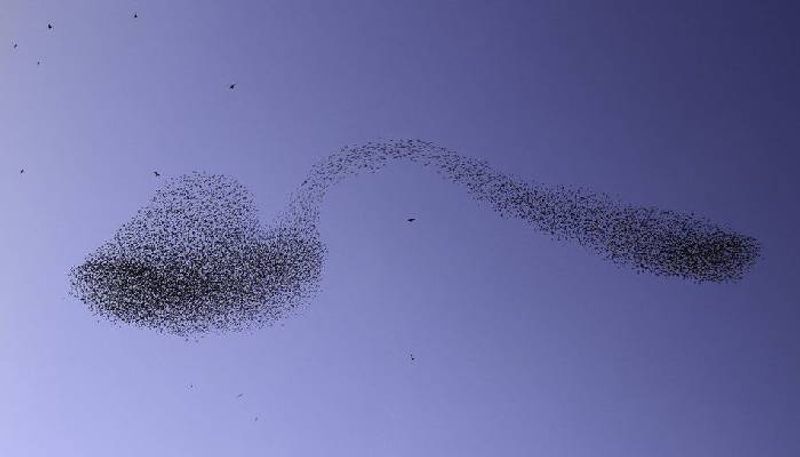 bird spoon image captured by Albert Keshet