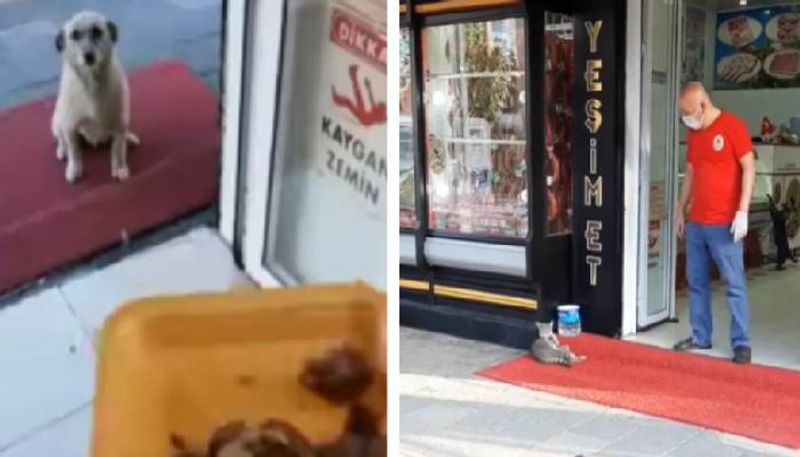 Turkish man feeds stray dog and cat everyday