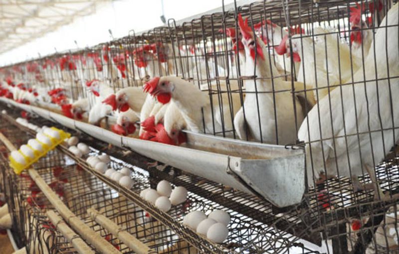 Bird Flu virus found in Nellore district lns