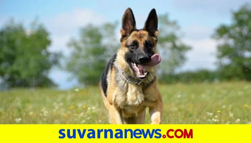 German Shepherd dog saved owner in England life akb