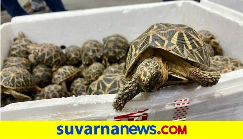 Chennai Air Cargo customs foil smuggling attempt 1364 live star tortoises recoverd akb