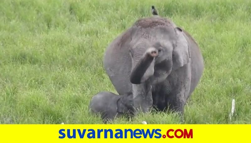 Mother elephant feeds baby in viral video akb