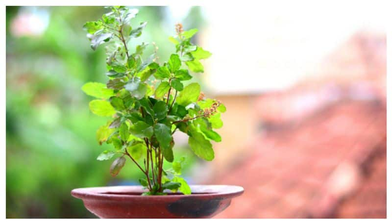 health benefits of tulsi you didnt know about