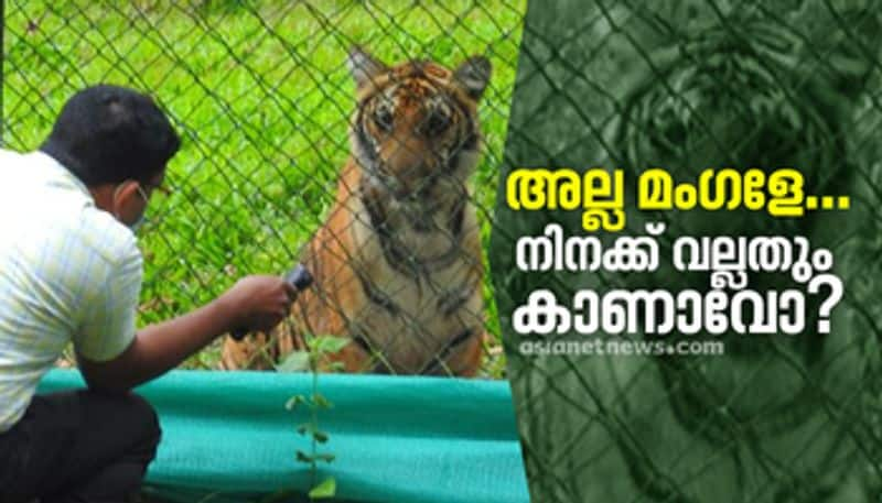 Mangala tiger cub will be given drops from america to treat cataracts