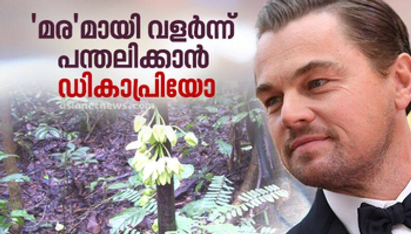 Hollywood actor Leonardo DiCaprio s name given to the tree