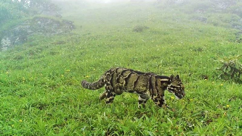 elusive clouded leopard sighted in Nagaland mountains