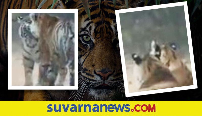 Shutterbugs capture two tigers snuggling up in Sariska reserve akb