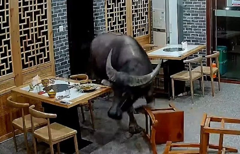 video buffalo charges through bar entrance